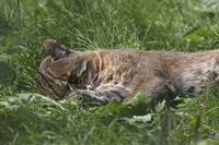 Cjp_2011_08_01_135137 (2).jpg